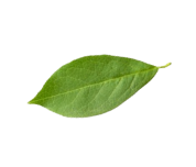 Hoja